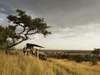 Singita Explore - Game Drive 
